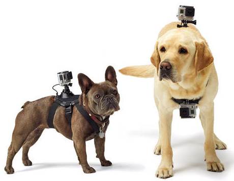 GoPro fixation pour chien